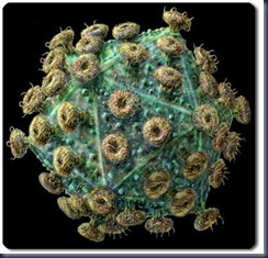 Virus Levétroto